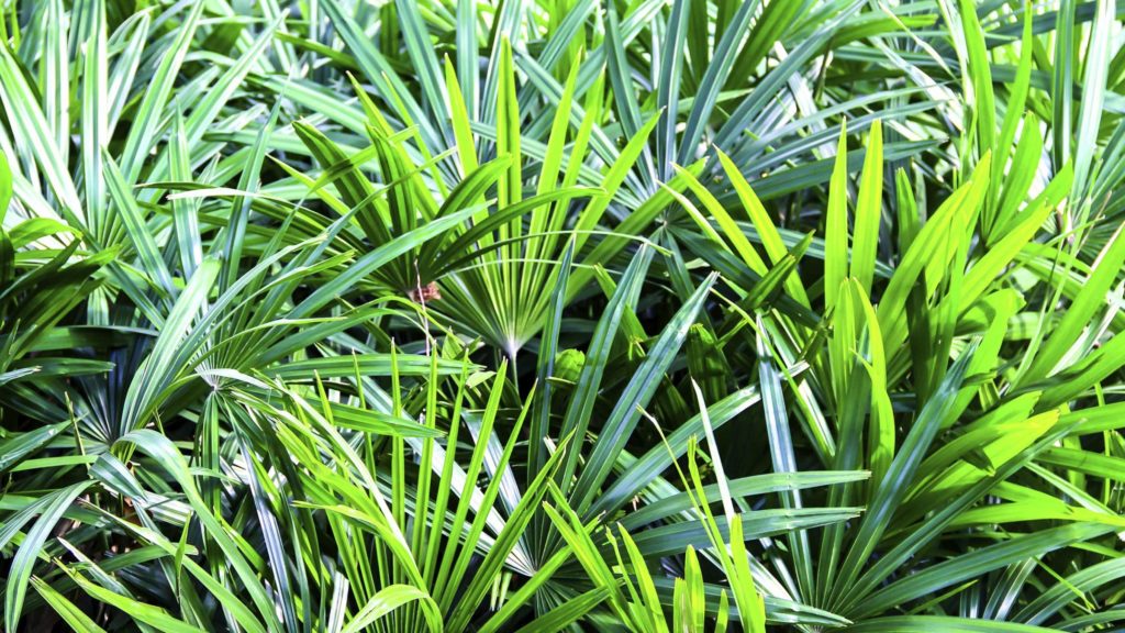 Plantas que purifican el aire. Plantas Ornamentales