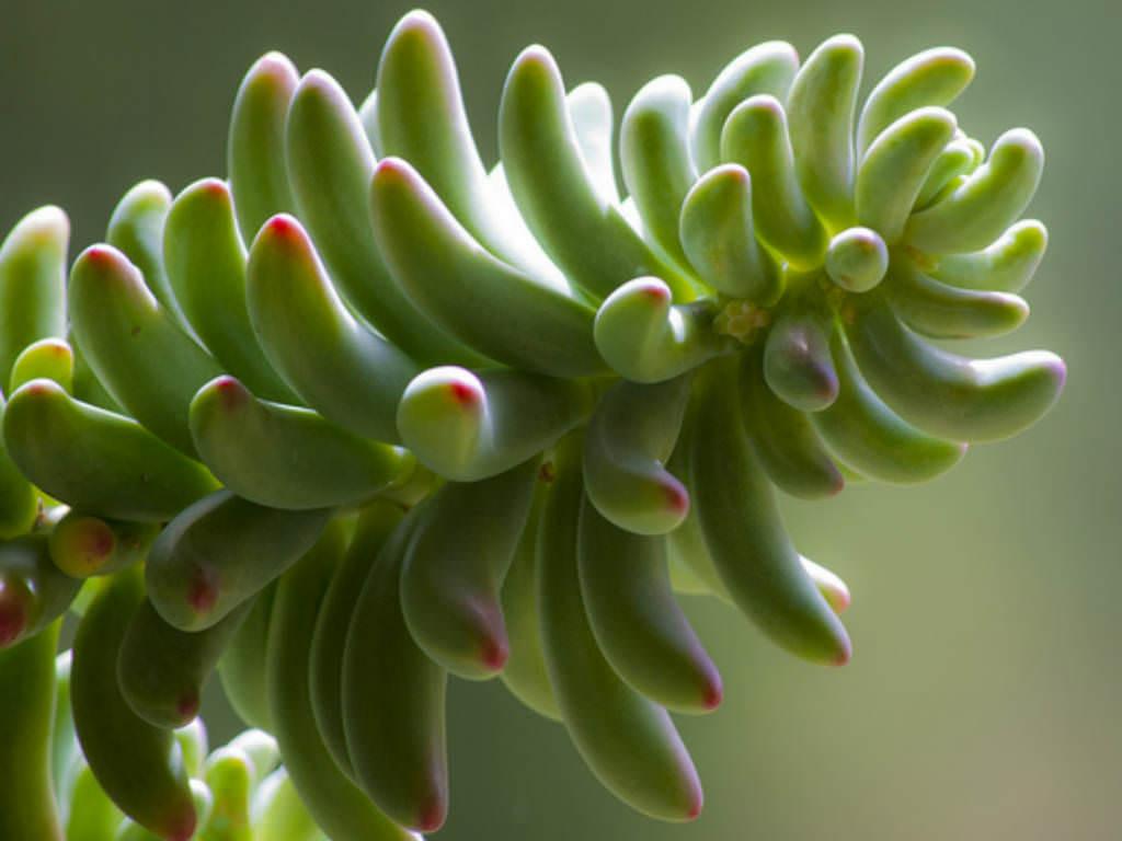 Sedum Pachyphyllum "Dedos de dios"