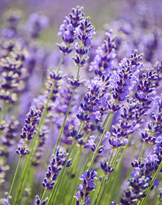 Significado de la flor de lavanda