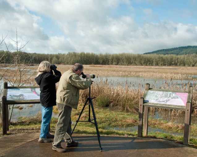 Birdwatching How to Bird Watch Ornithology