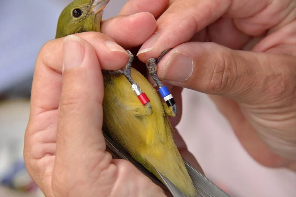 Bird Banding Ornithology