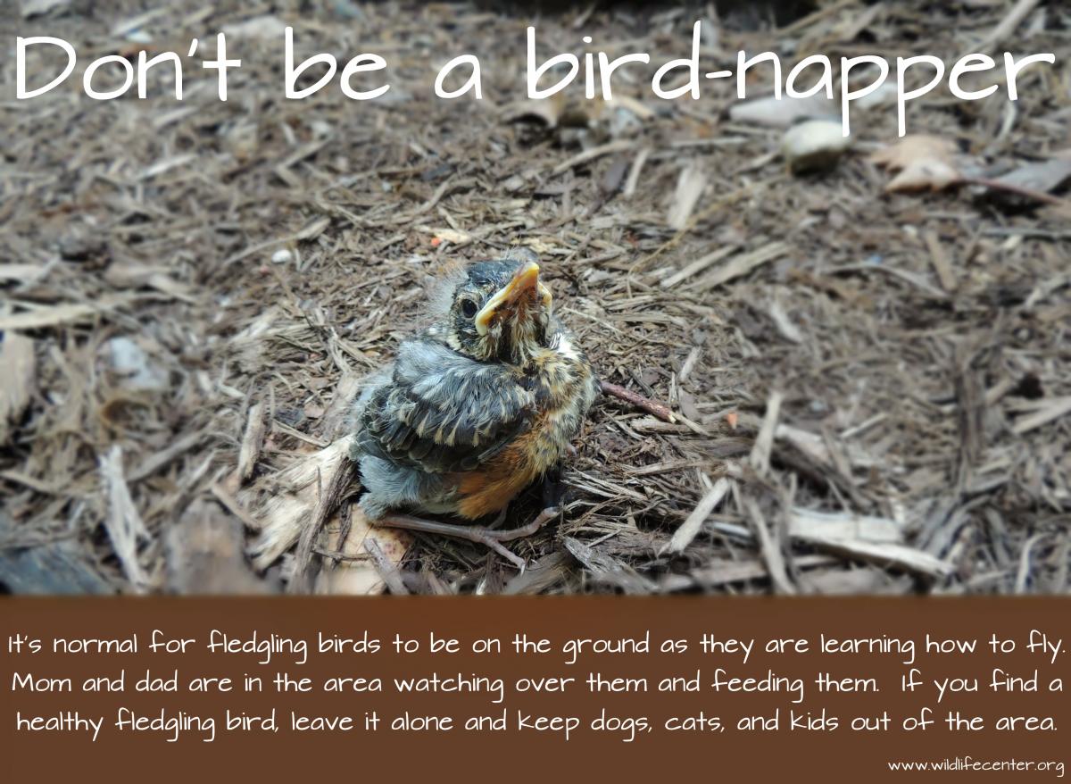 wildlife rescue for birds near me