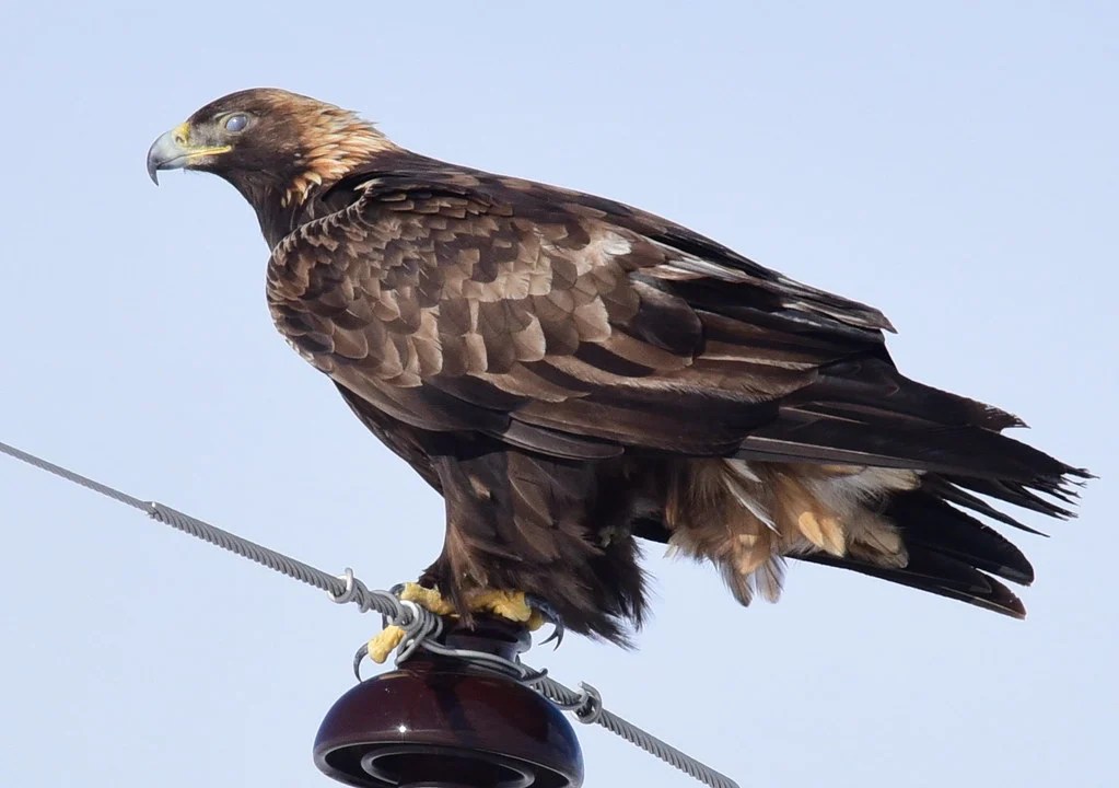 Zeus Greek God Symbol Eagle