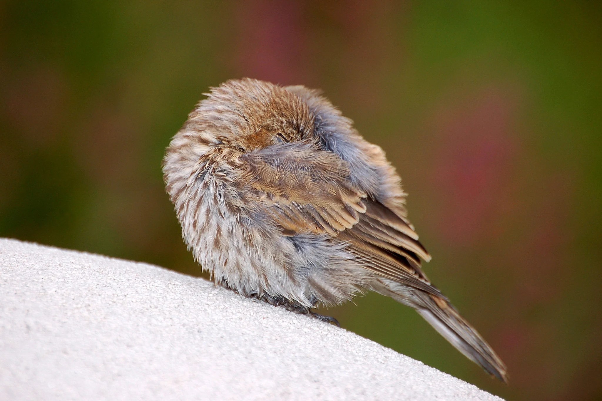 Sleeping Birds Ornithology