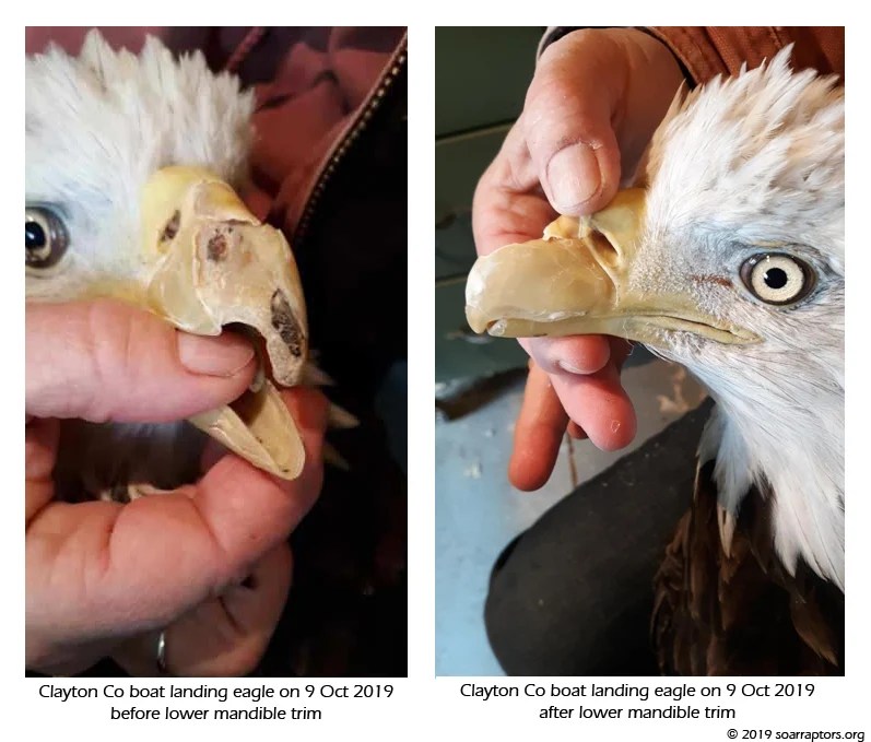 Beaks and Bills Ornithology