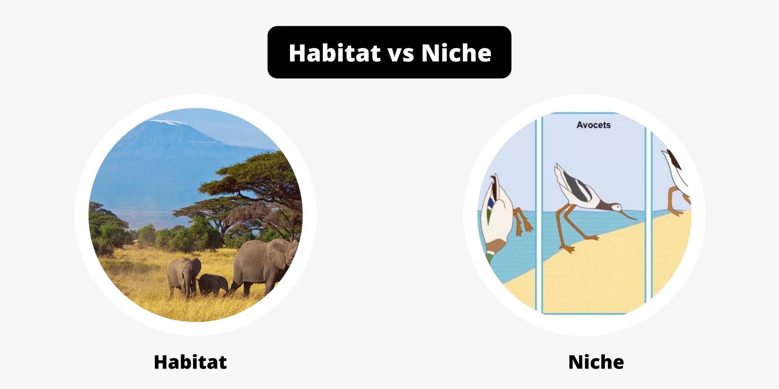 Niches Ornithology