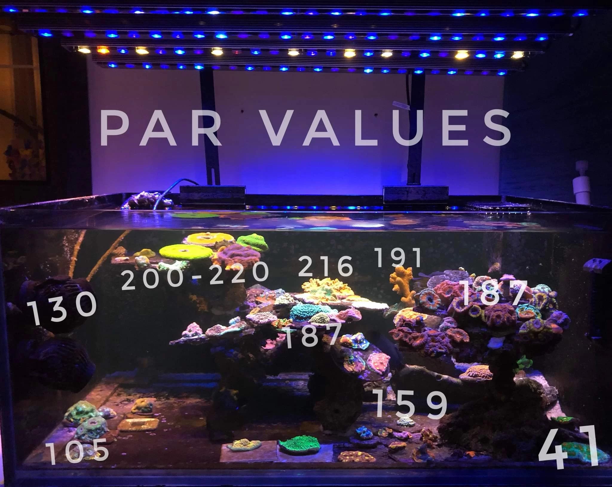 Beste LEDLeuchten für Reef Tank 2020 Review • Orphek