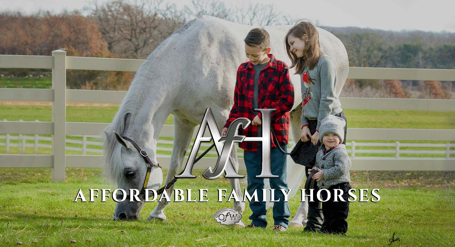Affordable Family Horses Orrion Farms