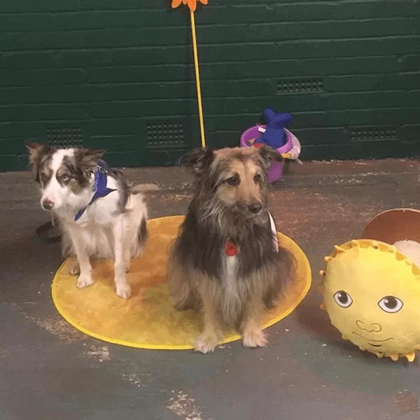 Dog Attractions Orsett Show