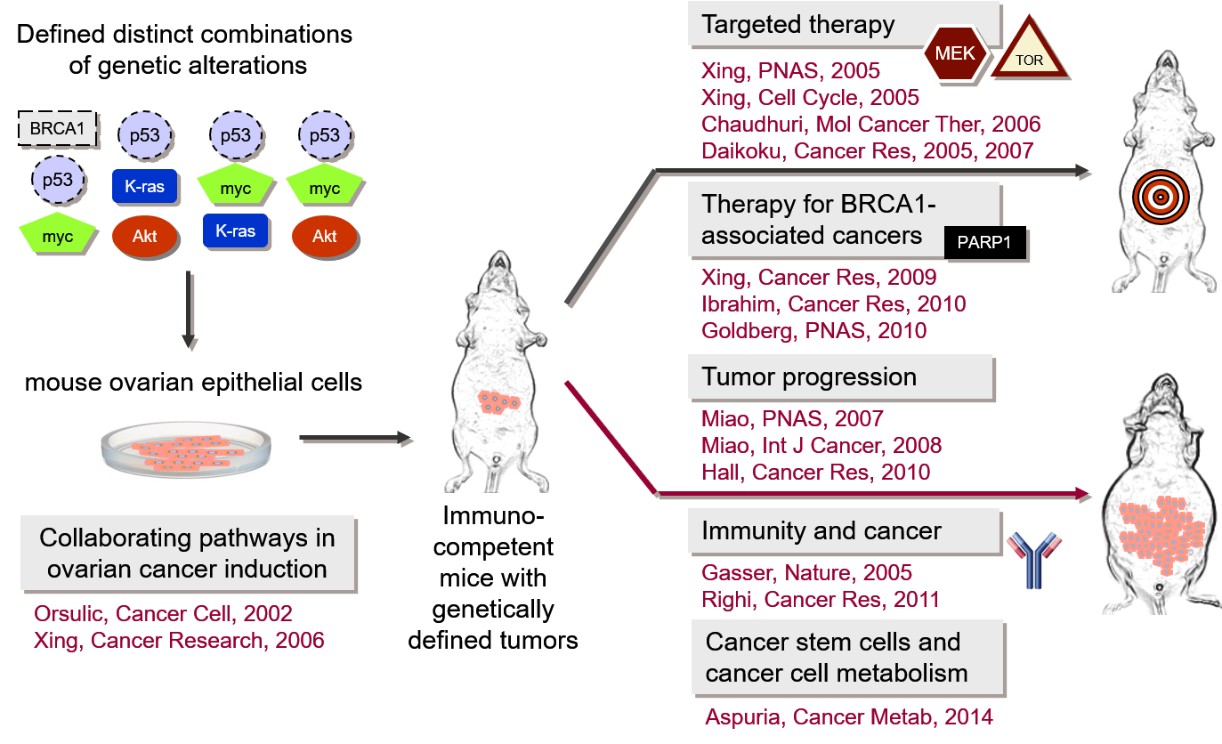 Research Orsulic Lab at UCLA