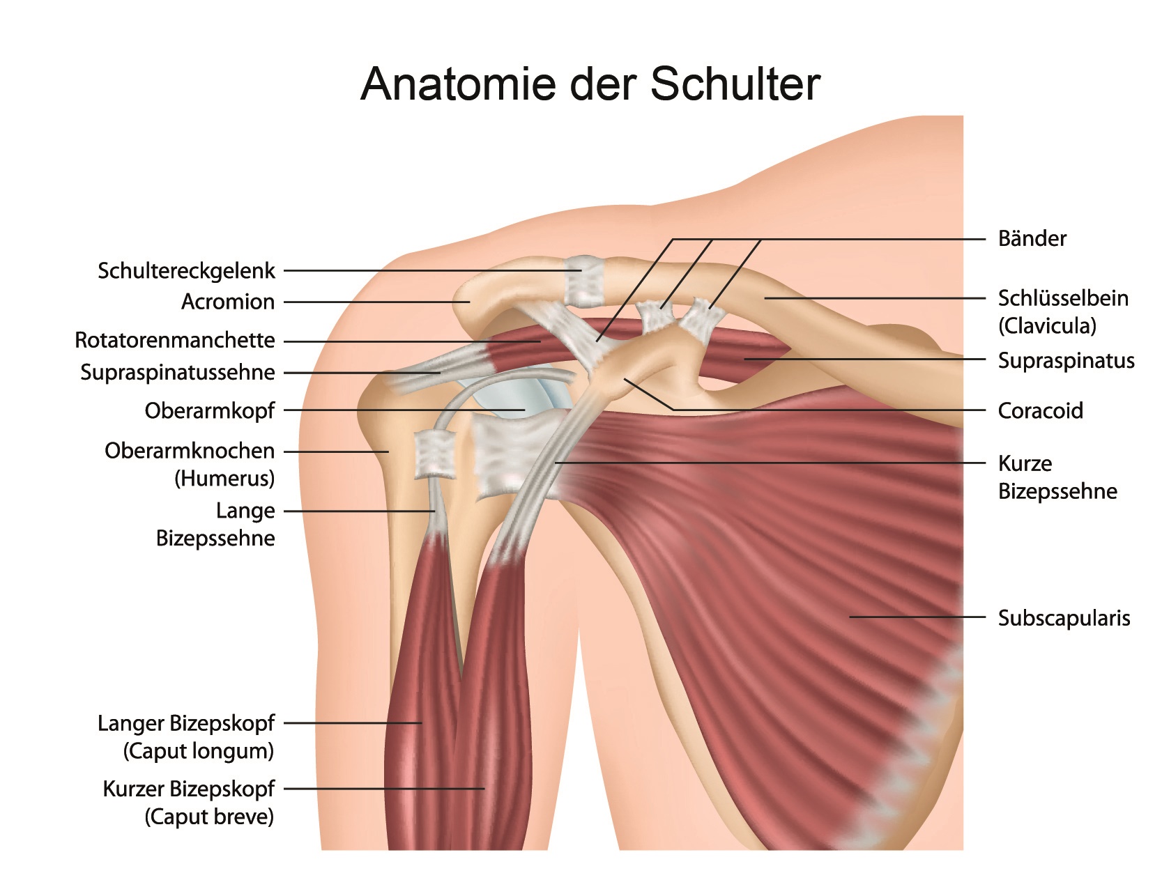 Kalkschulter Ursachen, Diagnose, Therapien Orthinform
