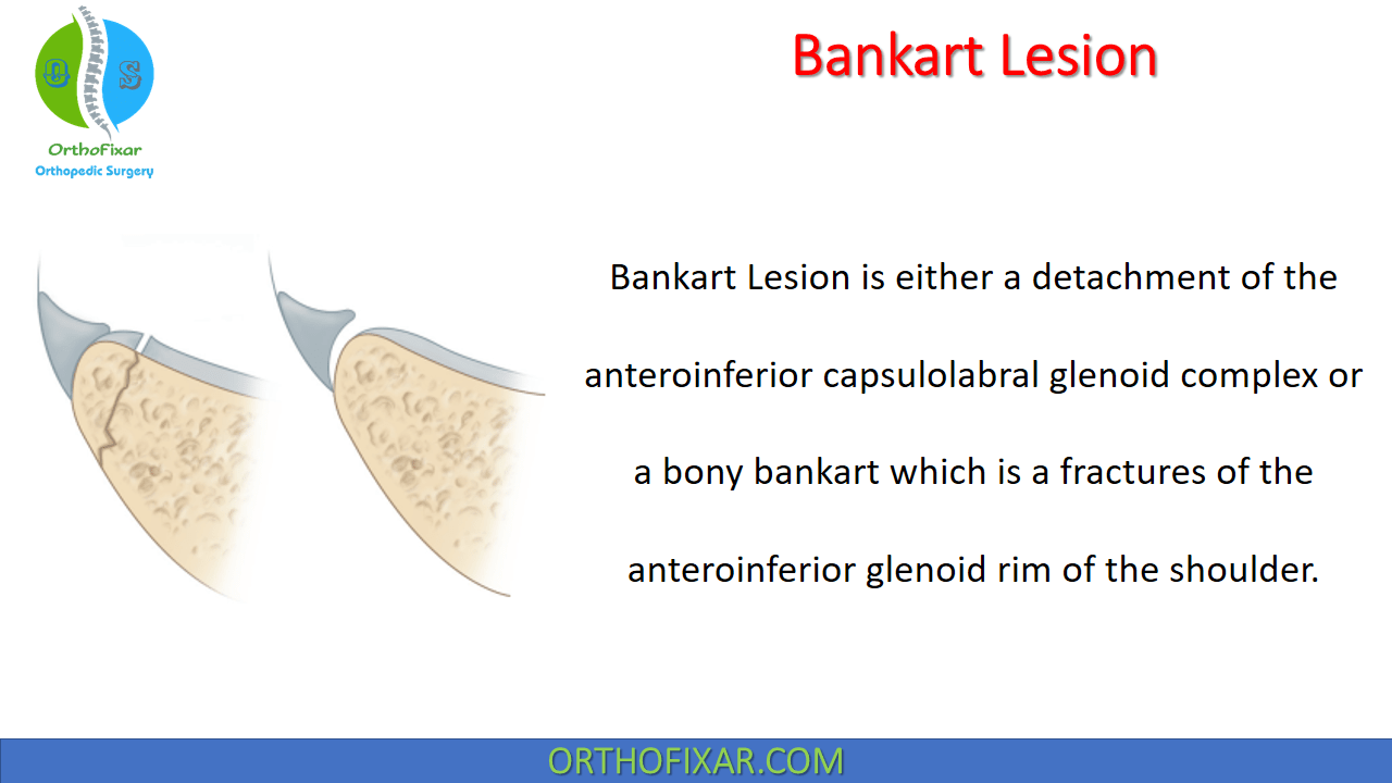 Bone Cells • Easy Explained OrthoFixar 2022