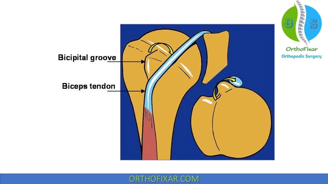 Bicipital Groove