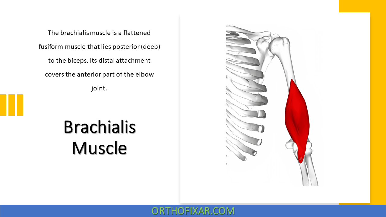 Brachialis Muscle Anatomy OrthoFixar 2024