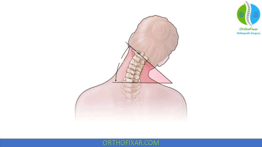 Cervical Spine Range Of Motion OrthoFixar 2024