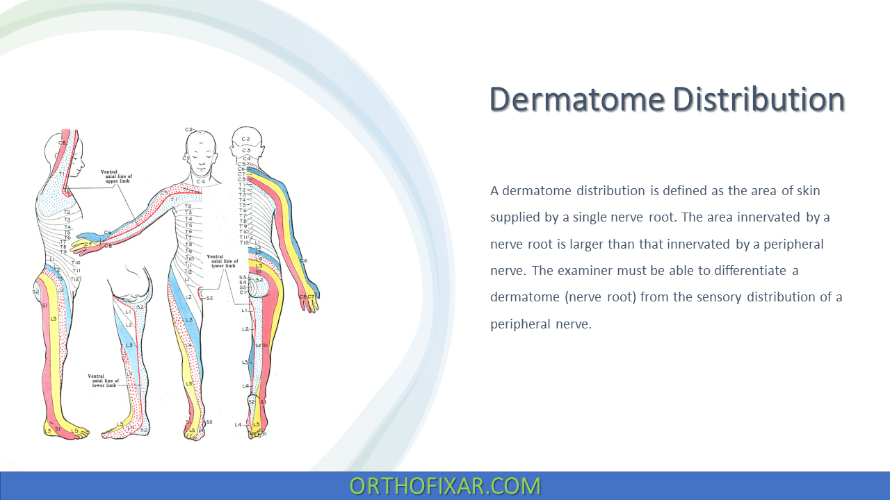 Dermatomes Arm Hand Anatomy
