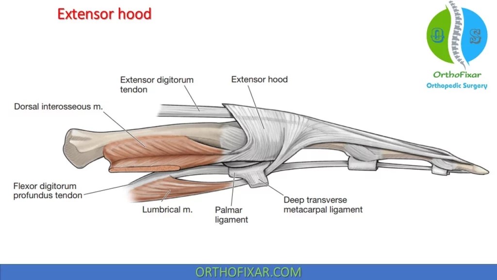 Hand Anatomy, Bones & Muscles Full Review OrthoFixar 2024