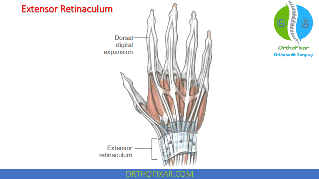Extensor Compartments Of The Wrist OrthoFixar 2024
