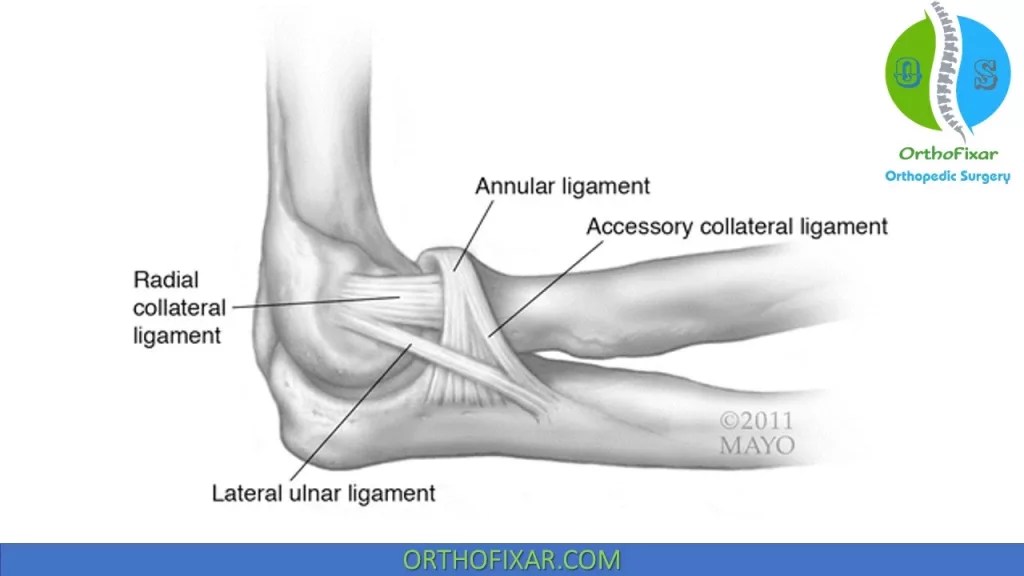Lateral Pivot Shift Test Elbow OrthoFixar 2024