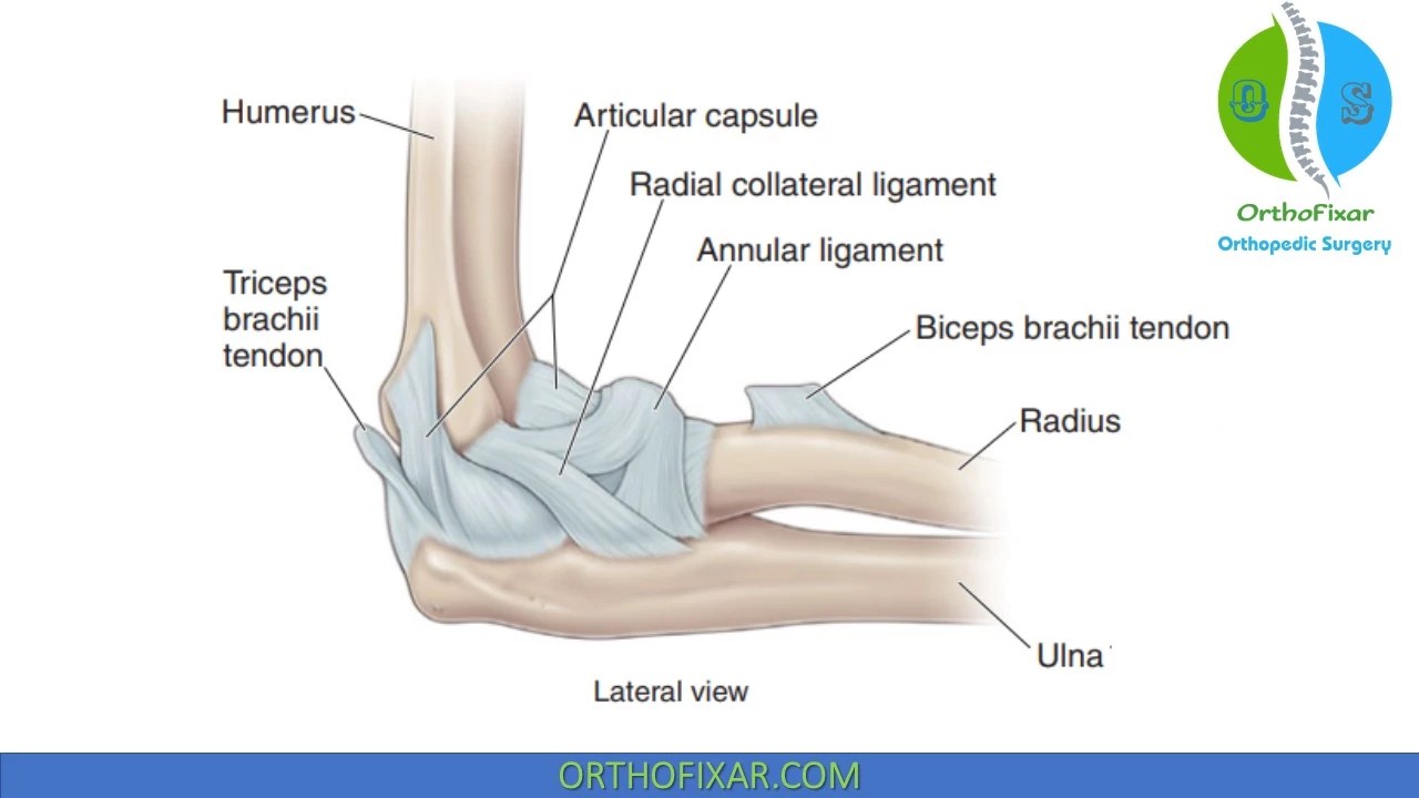 Elbow Anatomy