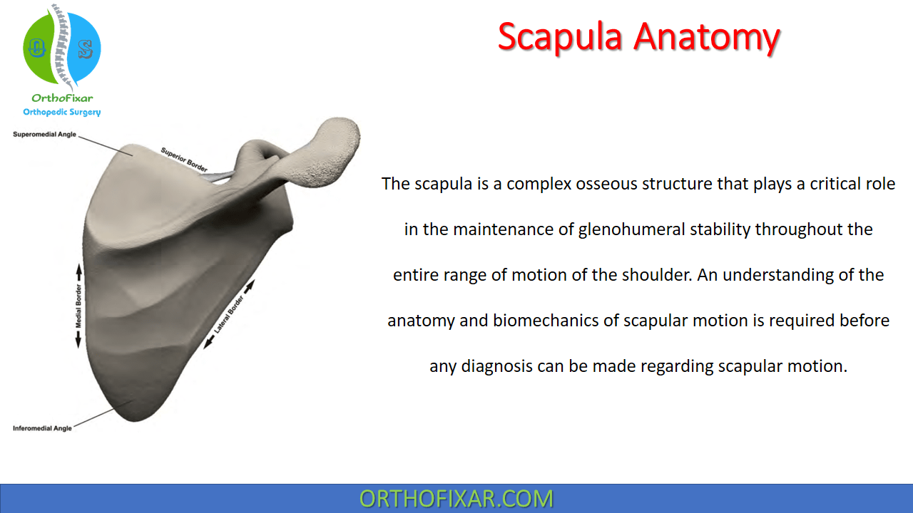 Medial Border Of Scapula