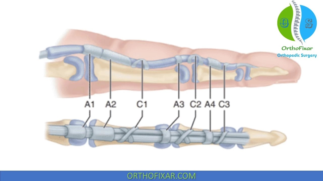 The Flexor Pulley System Of The Hand Annular Cruciate, 45 OFF