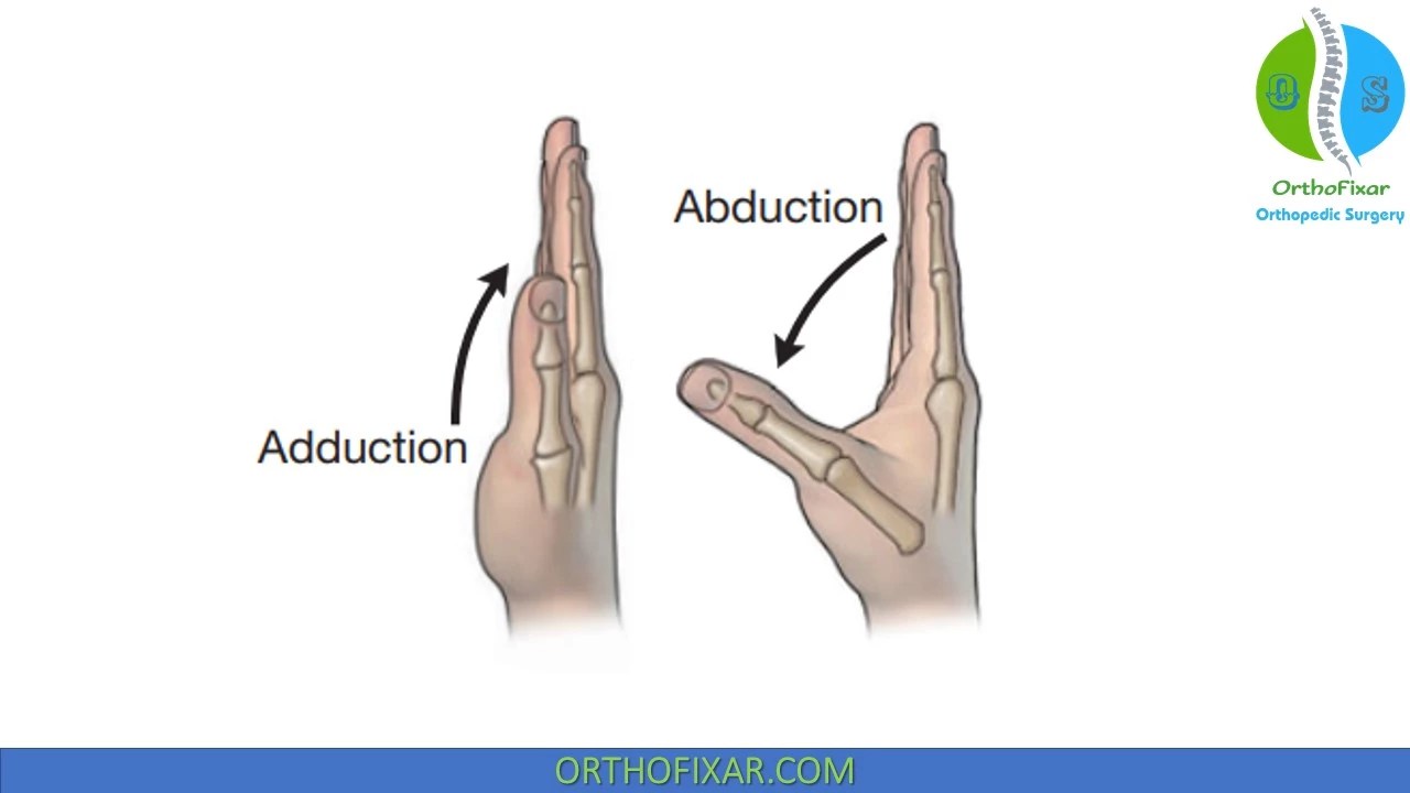 Thumb Abduction vlr.eng.br