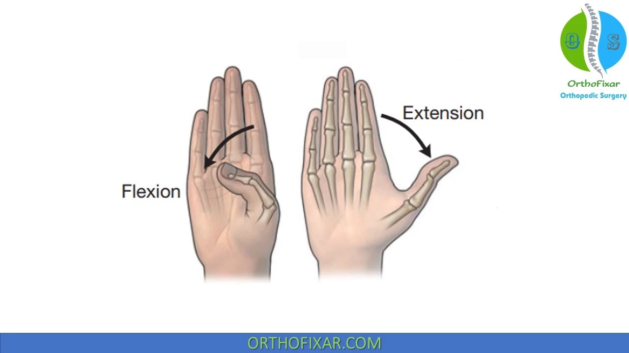Wrist Flexion And Extension