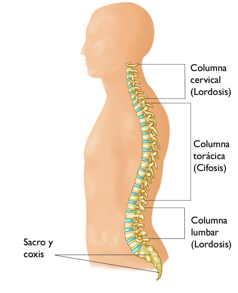 Conceptos básicos de la columna (Spine Basics) OrthoInfo AAOS