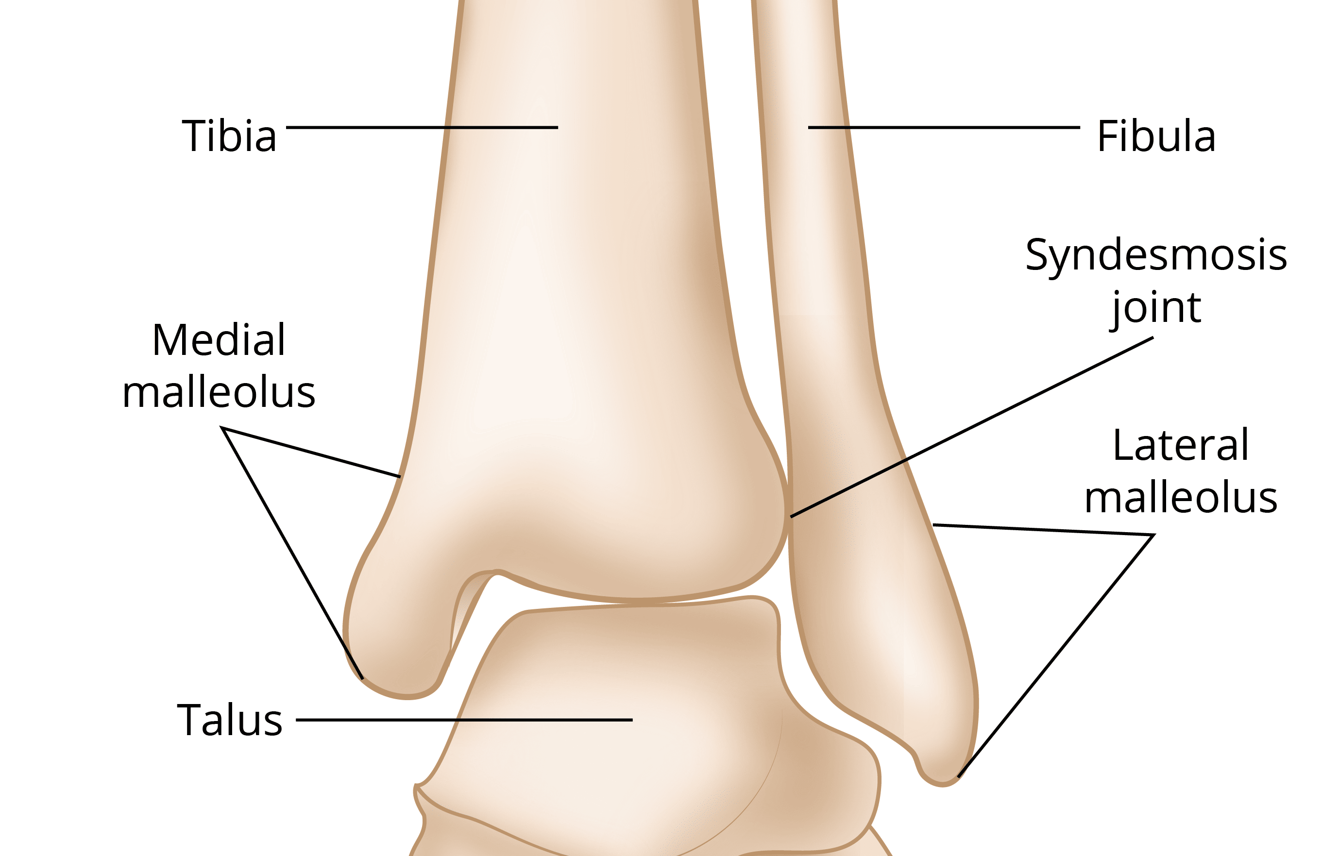 Ankle Fractures (Broken Ankle) OrthoInfo AAOS