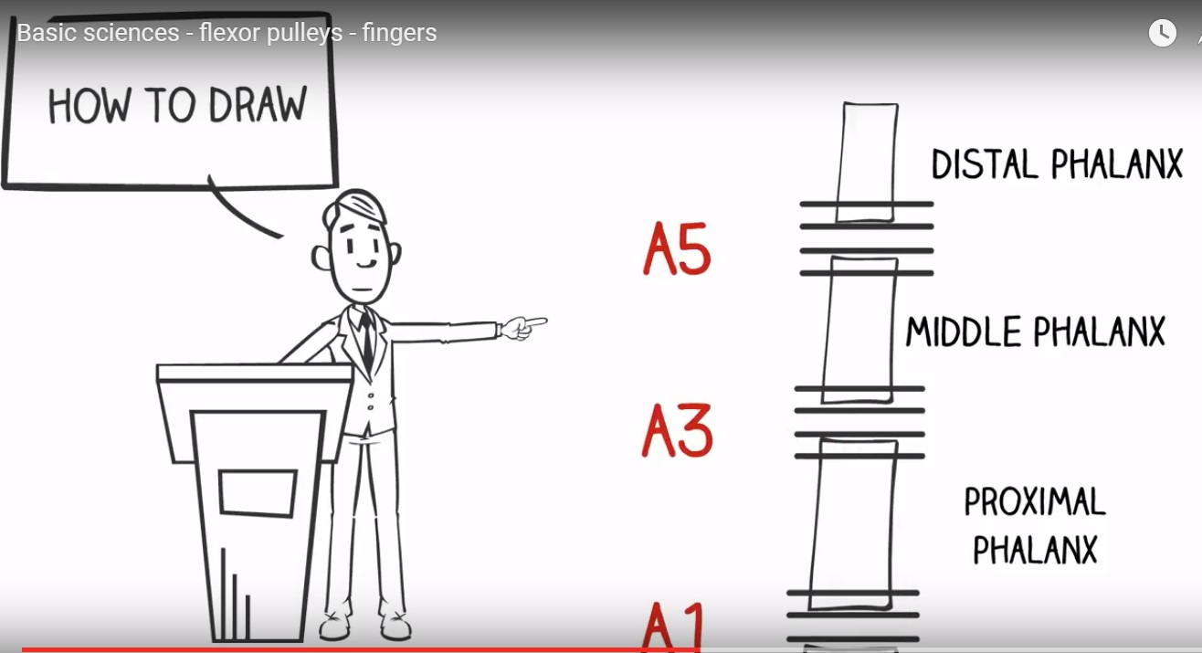 Flexor Pulleys of the fingers ???