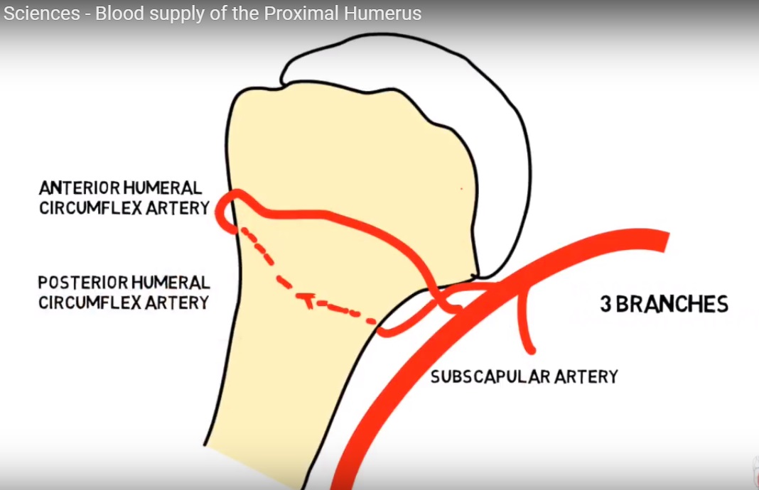 Blood supply of the Proximal Humerus —