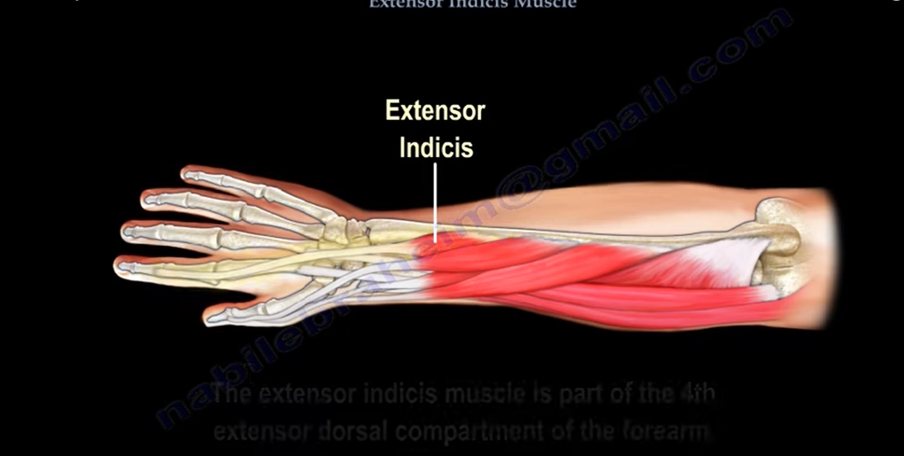Anatomy of the Extensor Indicis Muscle —
