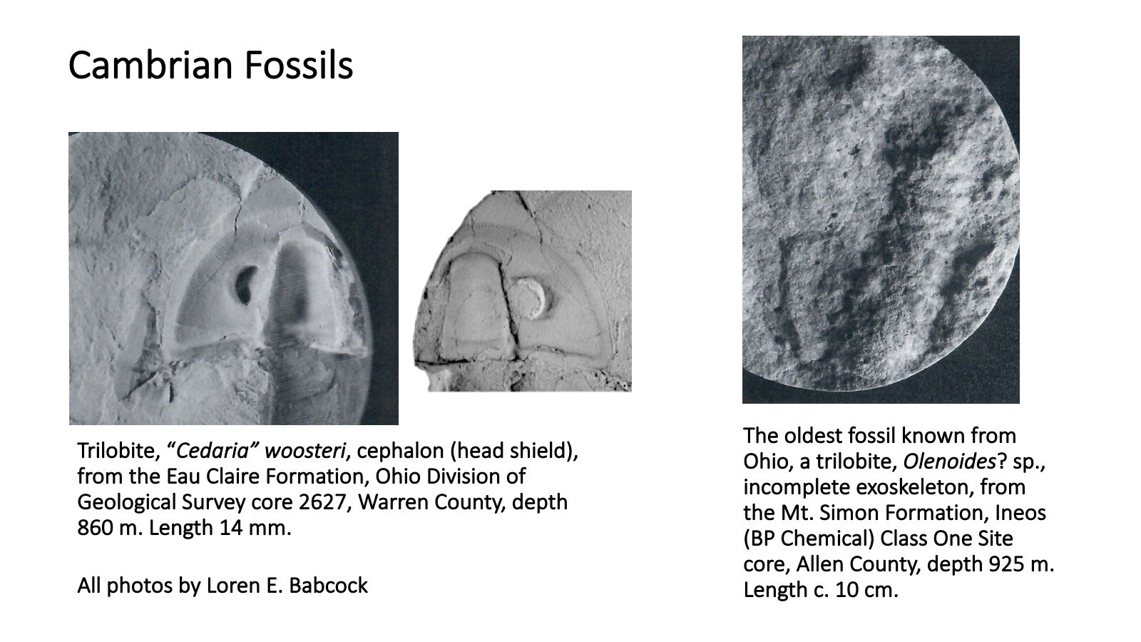 Ohio's Fossil Record Orton Geological Museum