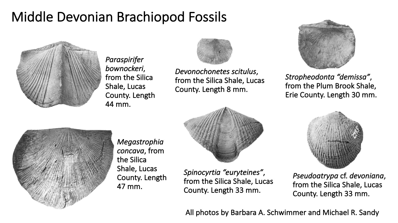 Ohio's Fossil Record Orton Geological Museum