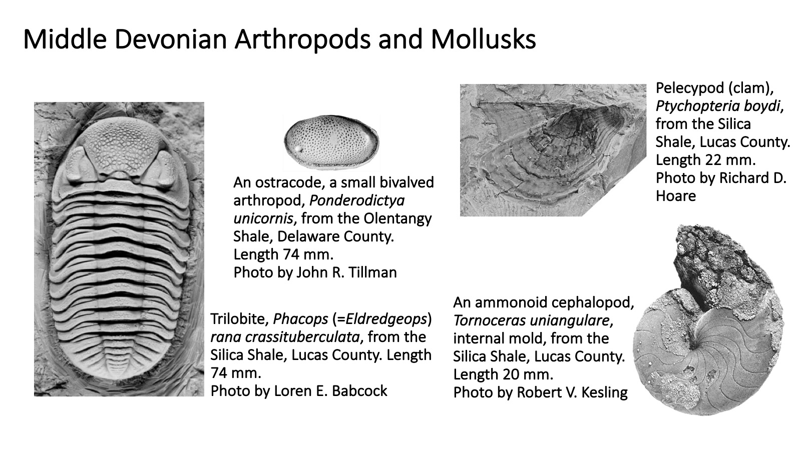 Ohio's Fossil Record Orton Geological Museum