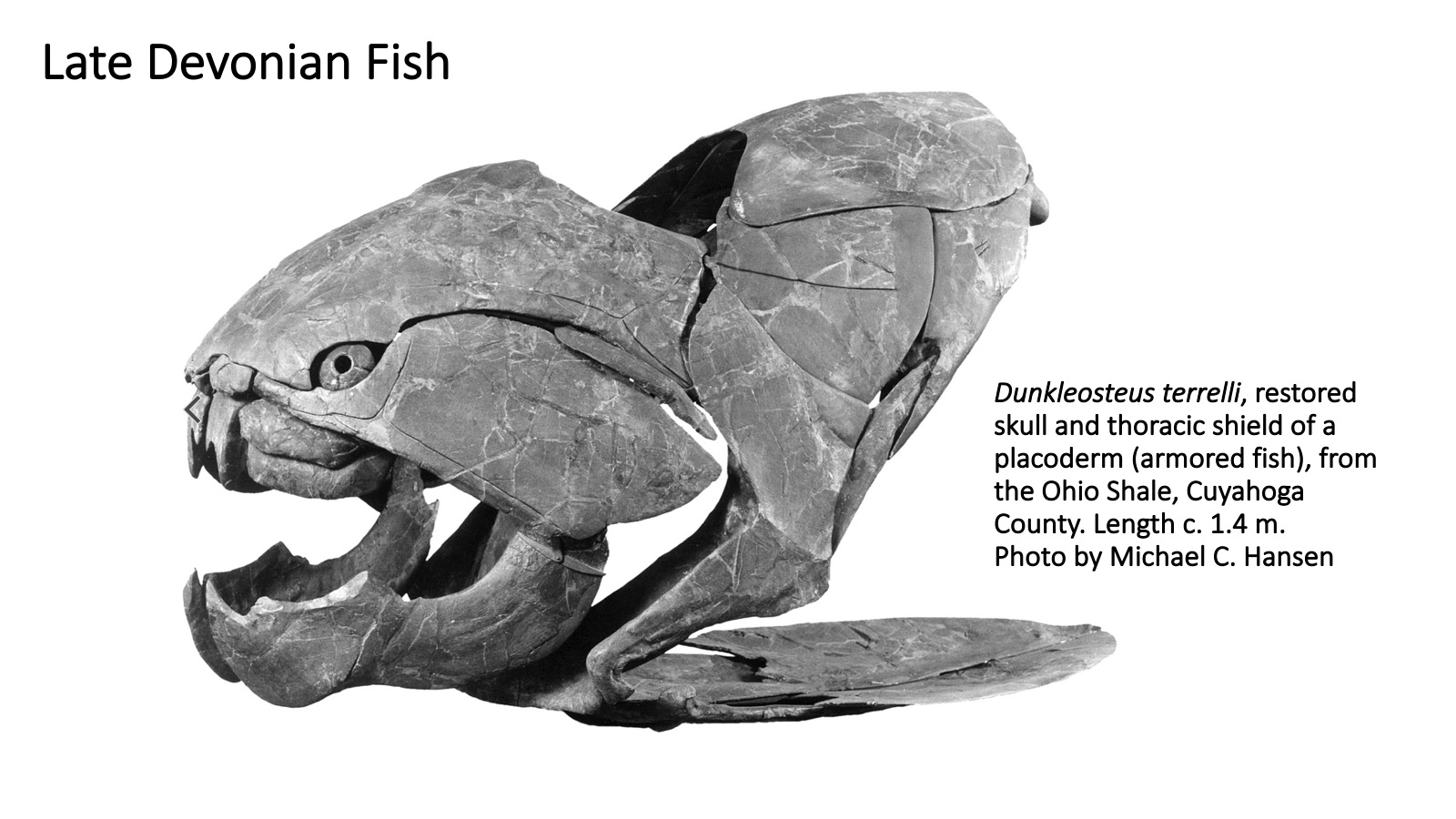 Ohio's Fossil Record Orton Geological Museum