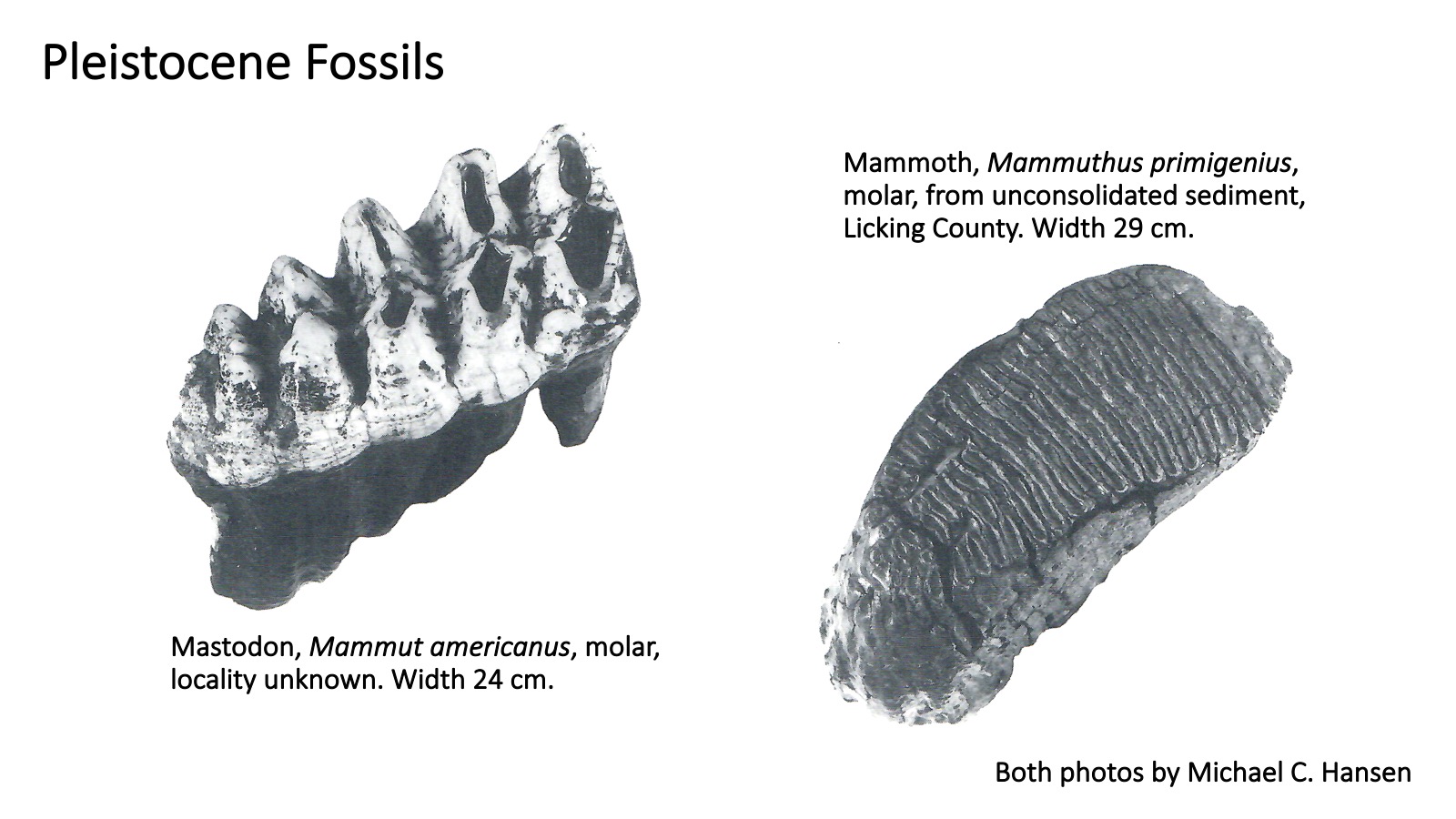 Ohio's Fossil Record Orton Geological Museum