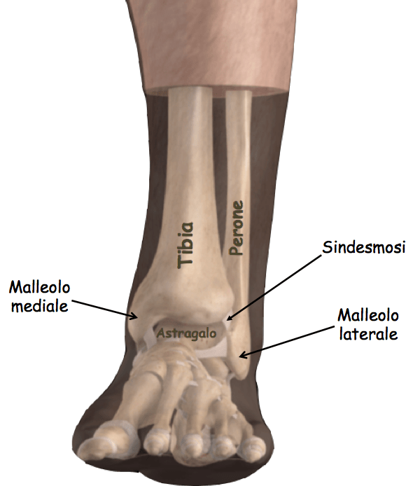 Le Fratture Della Caviglia