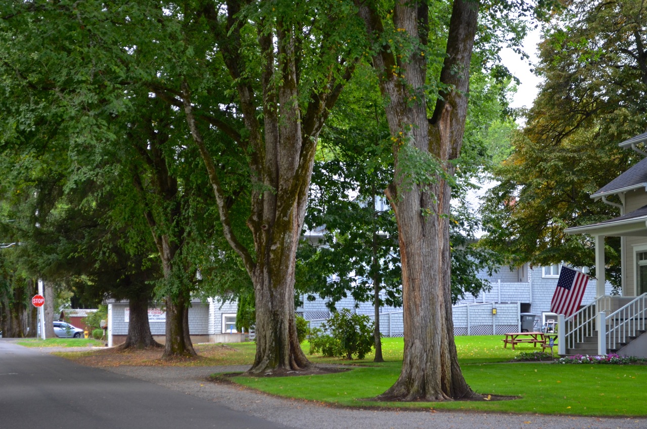 Under the canopy of history, the Orenco Heritage Elm Trees Oregon
