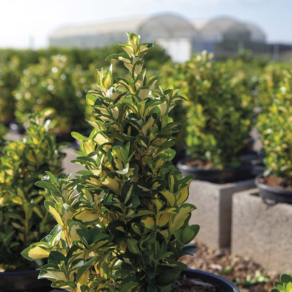 Expertos en el cultivo y venta de Euonymus japonicus