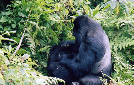 Reader Gorilla Size