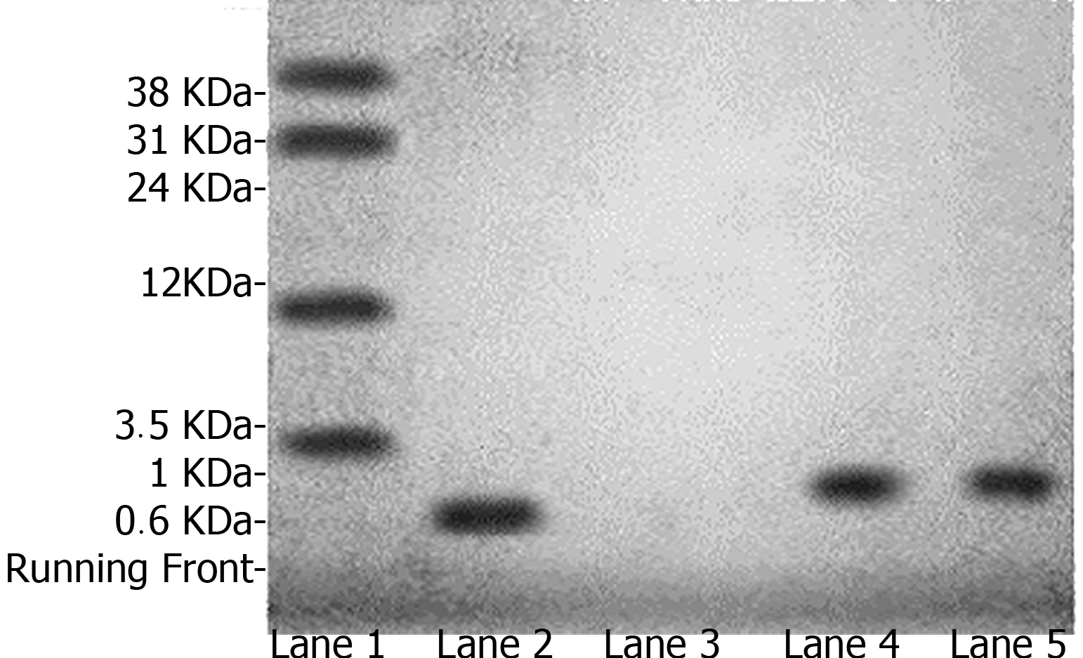 Very Low Molecular Weight Proteins Electrophoresis Protocol