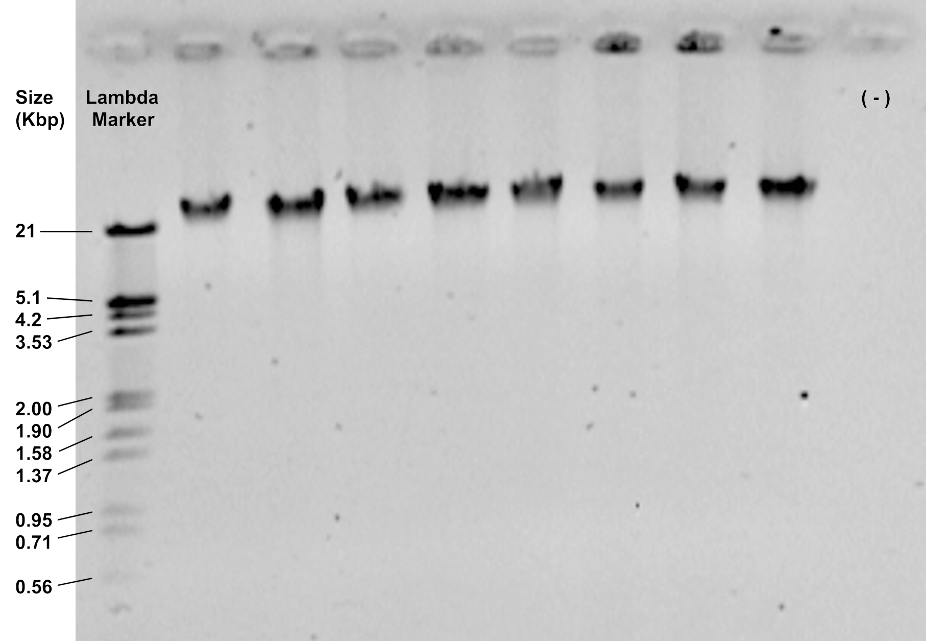 Methylationsensitive Amplified Polymorphism as a Tool to