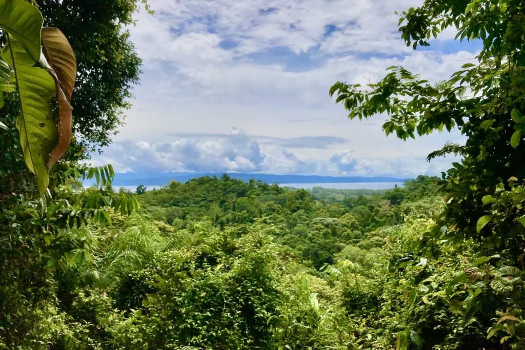 54 Acre Farm With Ocean view in the Osa Peninsula Osa Land Office