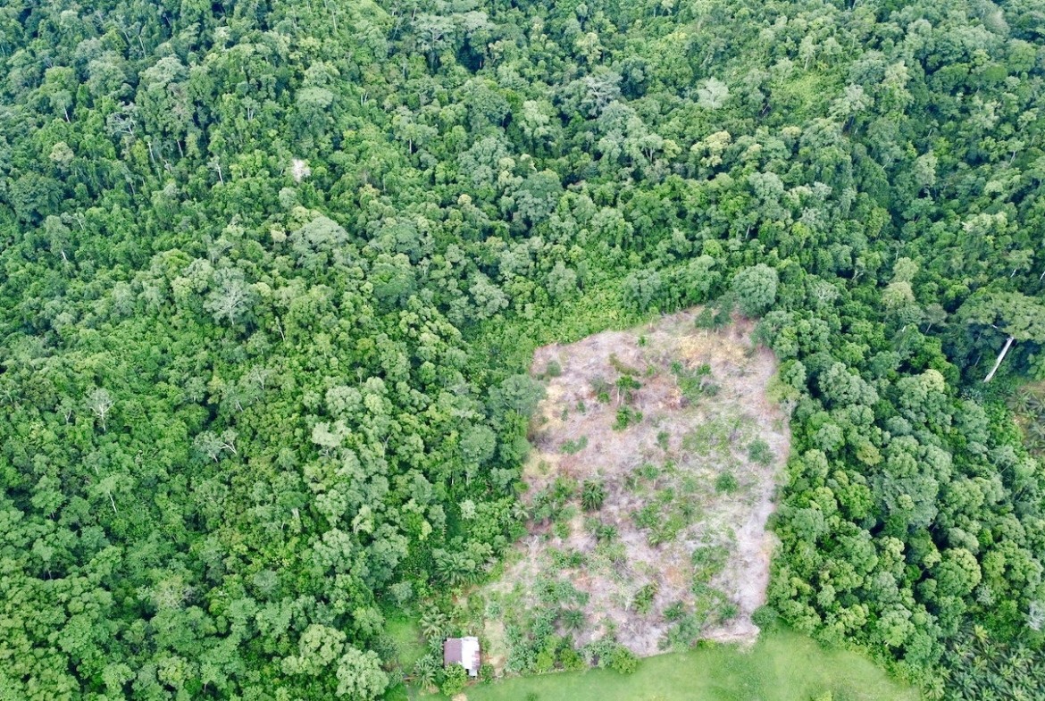 54 Acre Farm With Ocean view in the Osa Peninsula Osa Land Office