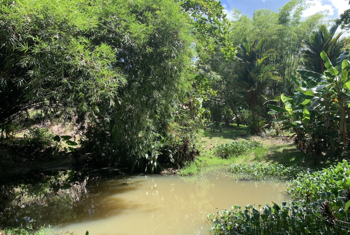 Osa Peninsula 10 Acres OffGrid Rural Setting Osa Land Office