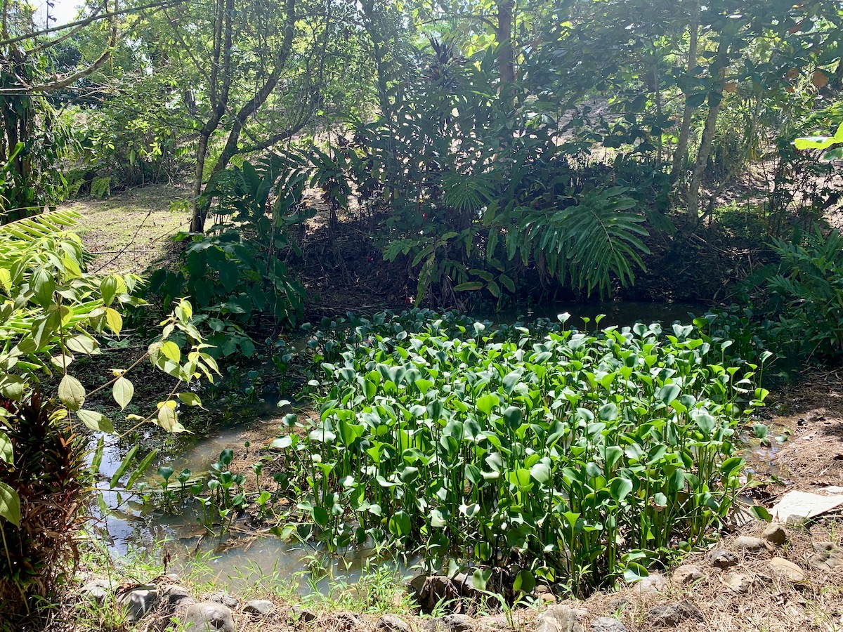 Osa Peninsula 10 Acres OffGrid Rural Setting Osa Land Office