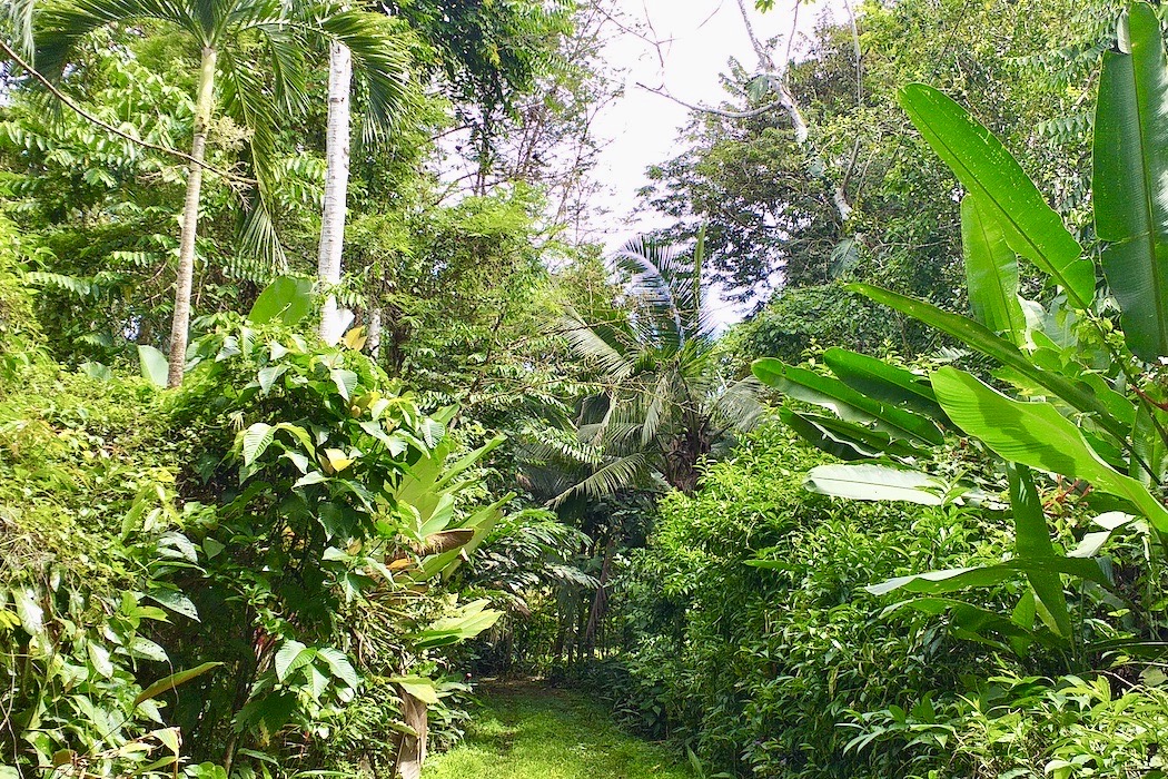 12 Acre Property in Osa Peninsula Osa Land Office