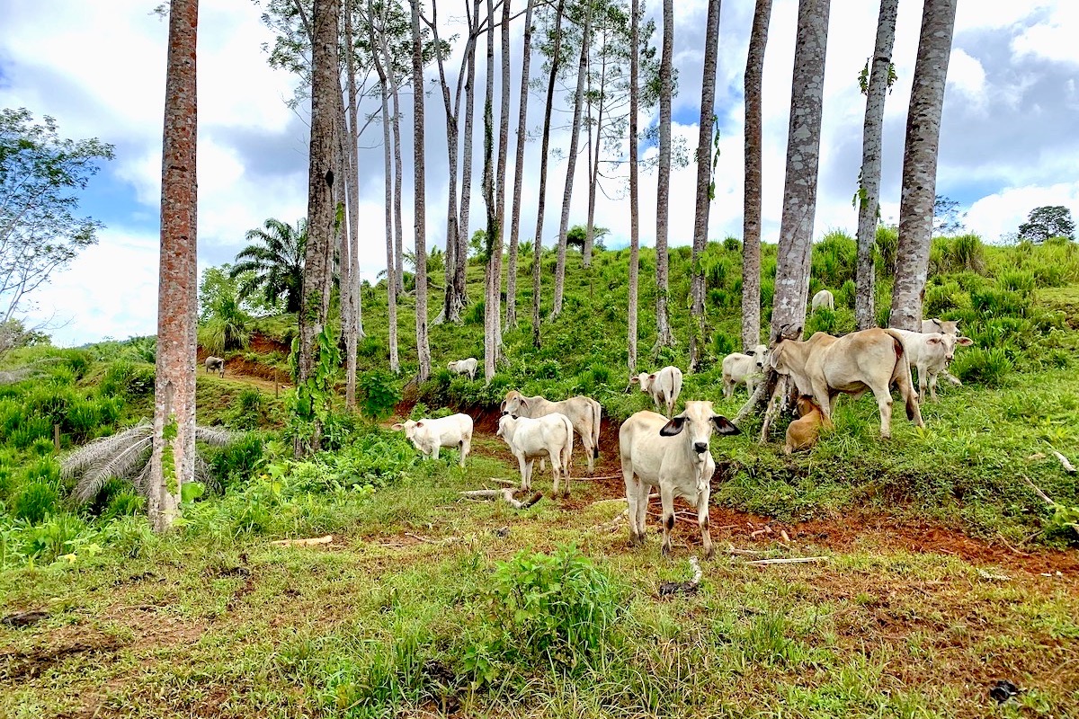 Ocean View Palm Farm Osa Peninsula Osa Land Office